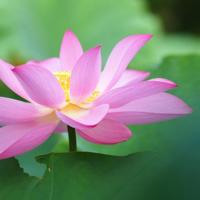 淡定从容，知足常乐