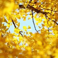 生命中一次美丽的绽放