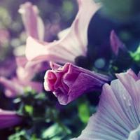 慈禧，一个小小的细节，守候着这一段情