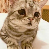 关于杨幂的微博语录欣赏