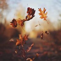 玫瑰从来不卑微