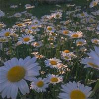 徒手摘星辰爱而不得.