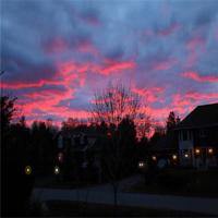 一朵花携杖而来