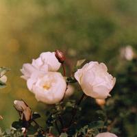 留一份清纯给自己