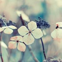 一朵村花出墙来