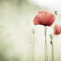 有一种相思，叫做再见