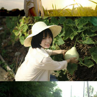 苍术价格 苍术多少钱一斤 苍术的药理作用