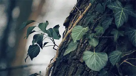 奇怪的缸