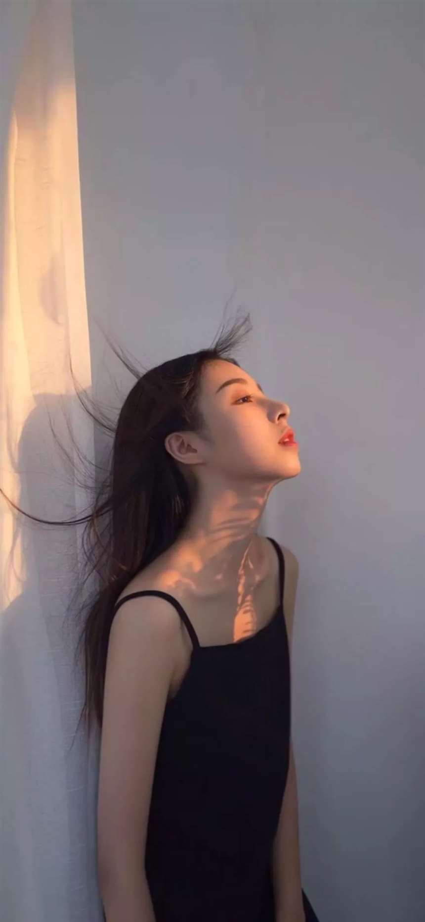 一棵树长在房顶上