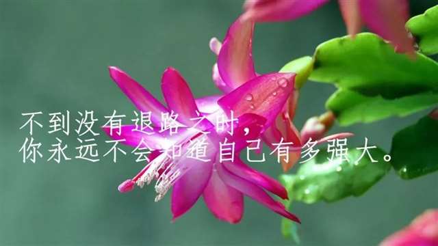 7苹果男人的爱情