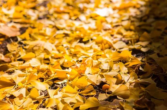 爆笑生活小窍门教你做豆豉牛腩西米露