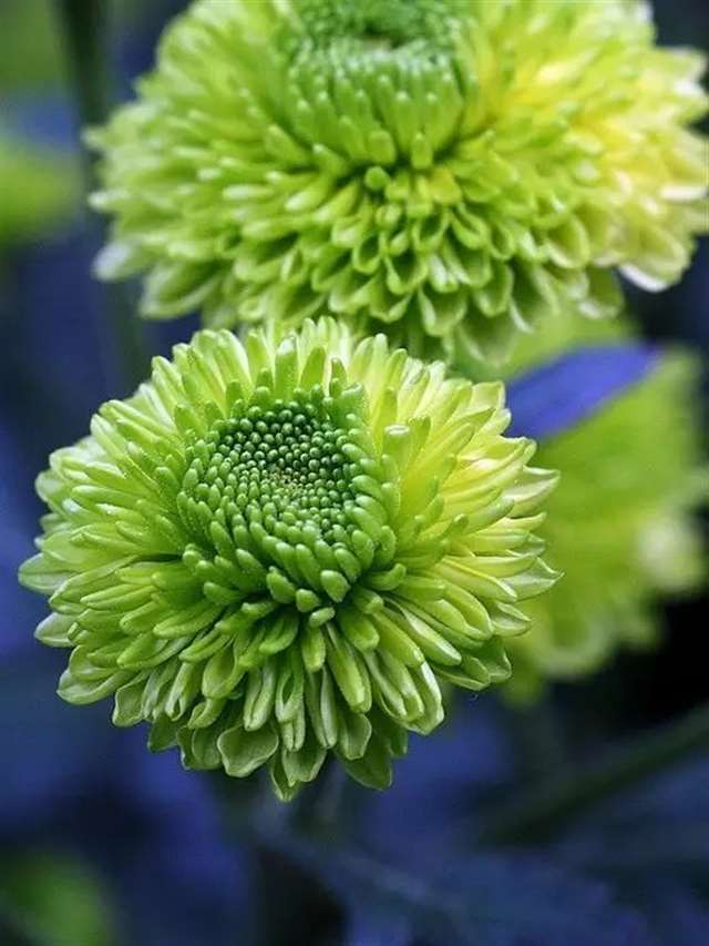 芭蕾舞者