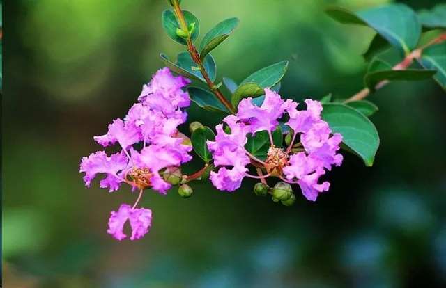 洪晃经典语录 虽然我名花已有主,希望你敢来松土