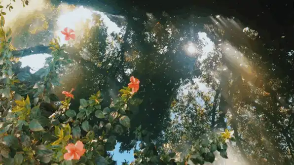 没有那么聪明的毛驴