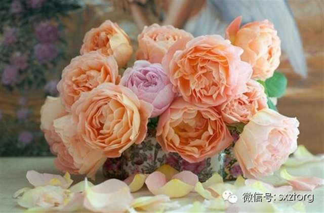 爱过你，我不后悔