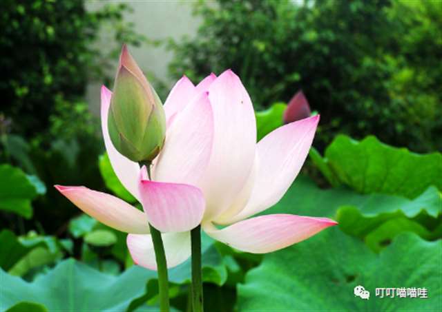 难忘那次看梨花