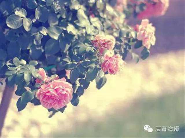 伤感短句子心好累了|伤感短句