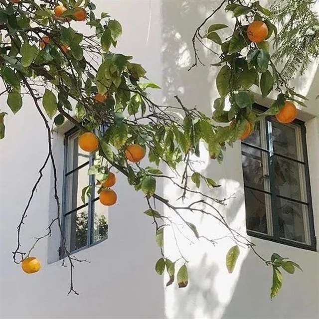 那一年的夏暮，那一年的花语——夏日物语