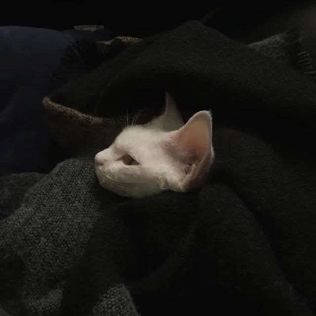 人类的宣言（长