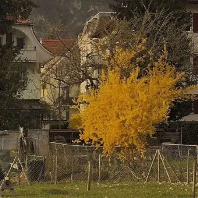 梦理花落知多少