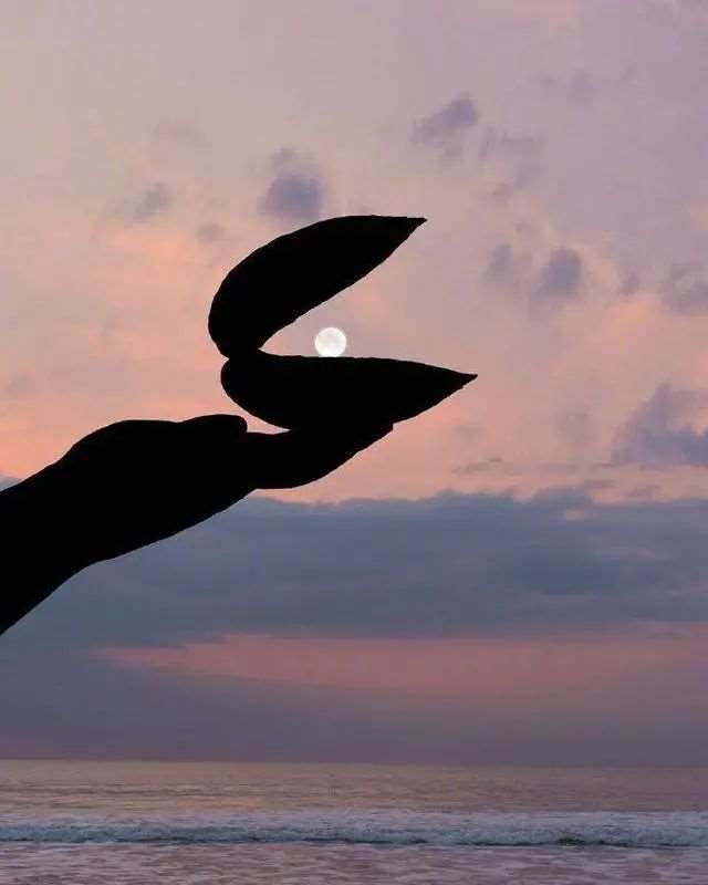 大明湖观荷记