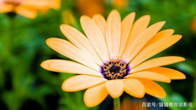 亦舒小说经典语录、亦舒经典语句