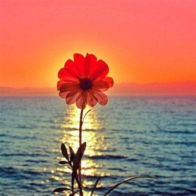 阳光下的花木