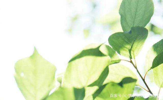 没有人比你更爱我