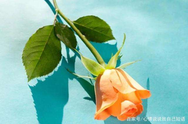 君生我未生我生君已老续_校园爱情文章