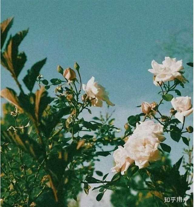 做你最后忘记的人
