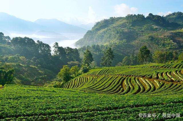 爱是一根扎在心里的刺