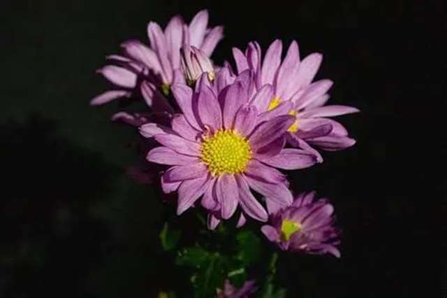 同学生日祝福语简短精辟搞笑独特大全