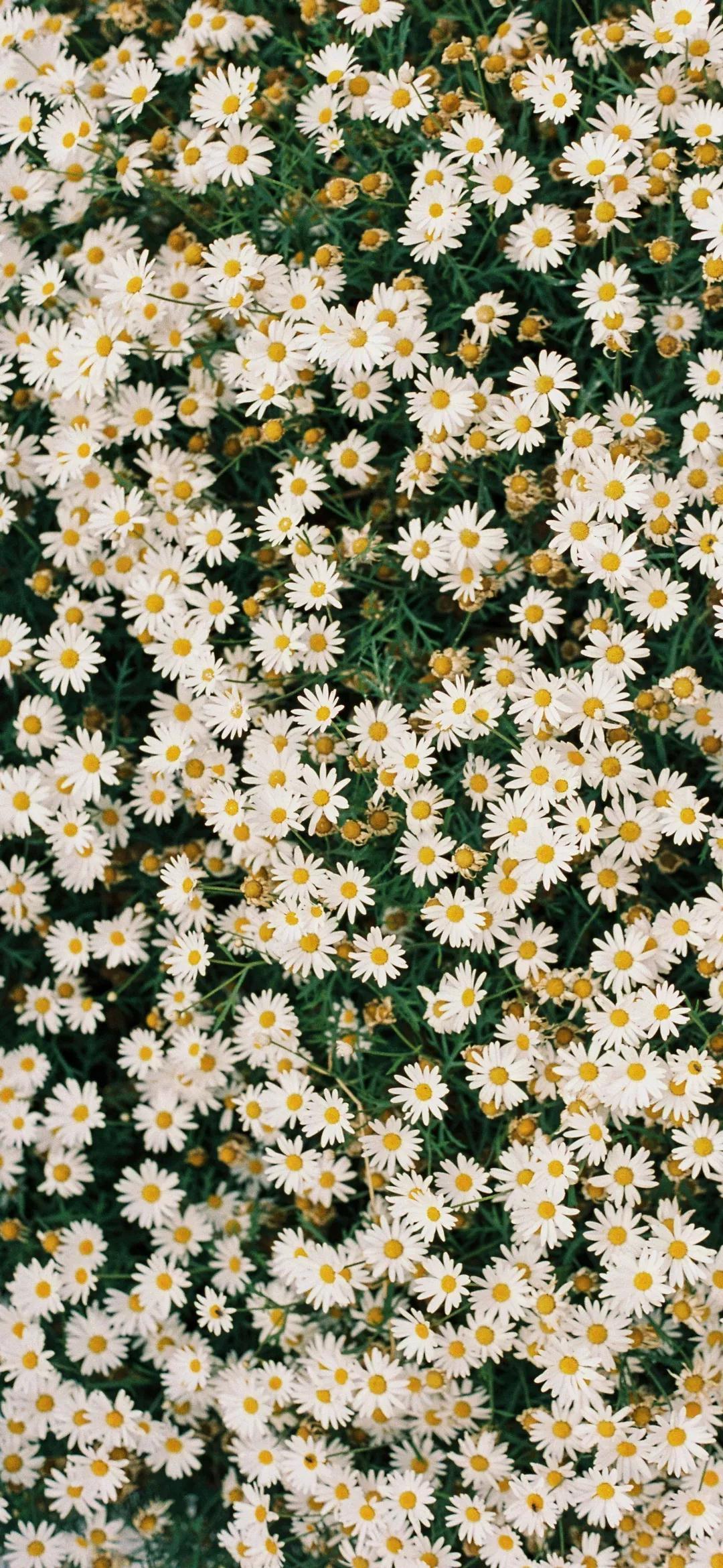 微笑,当生命陷落时