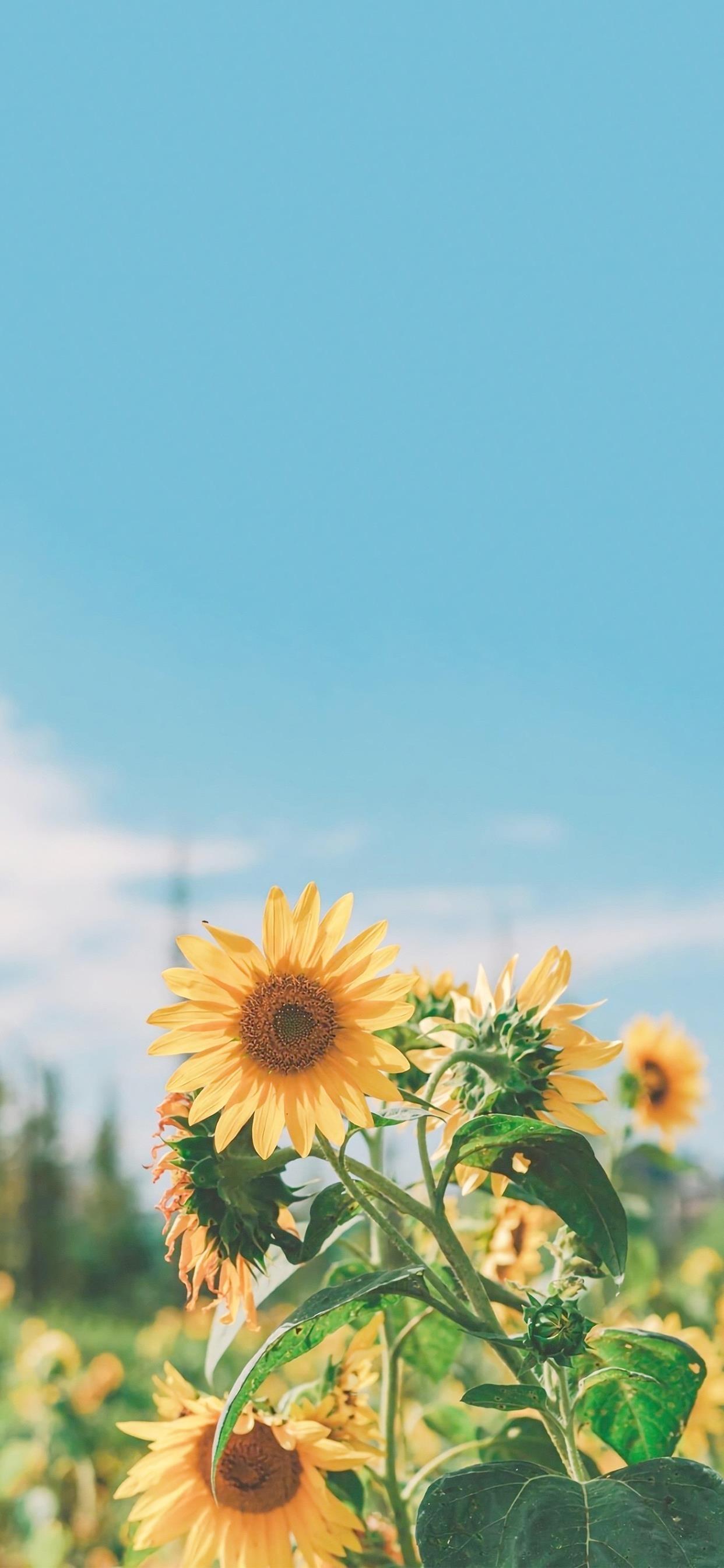 尿毒症病房里的爱情故事