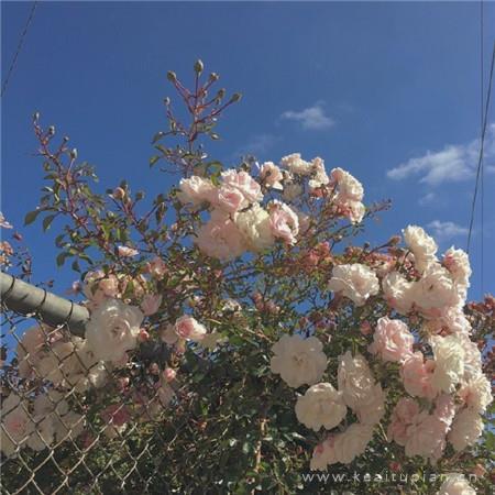 暖意送到卿心坎