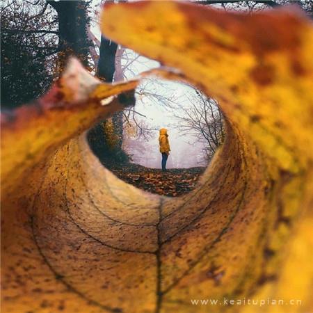 花朵正中，是蕊