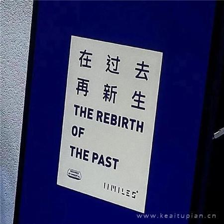 白色玫瑰