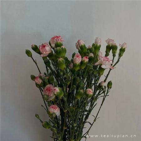 母亲，一部爱的天书