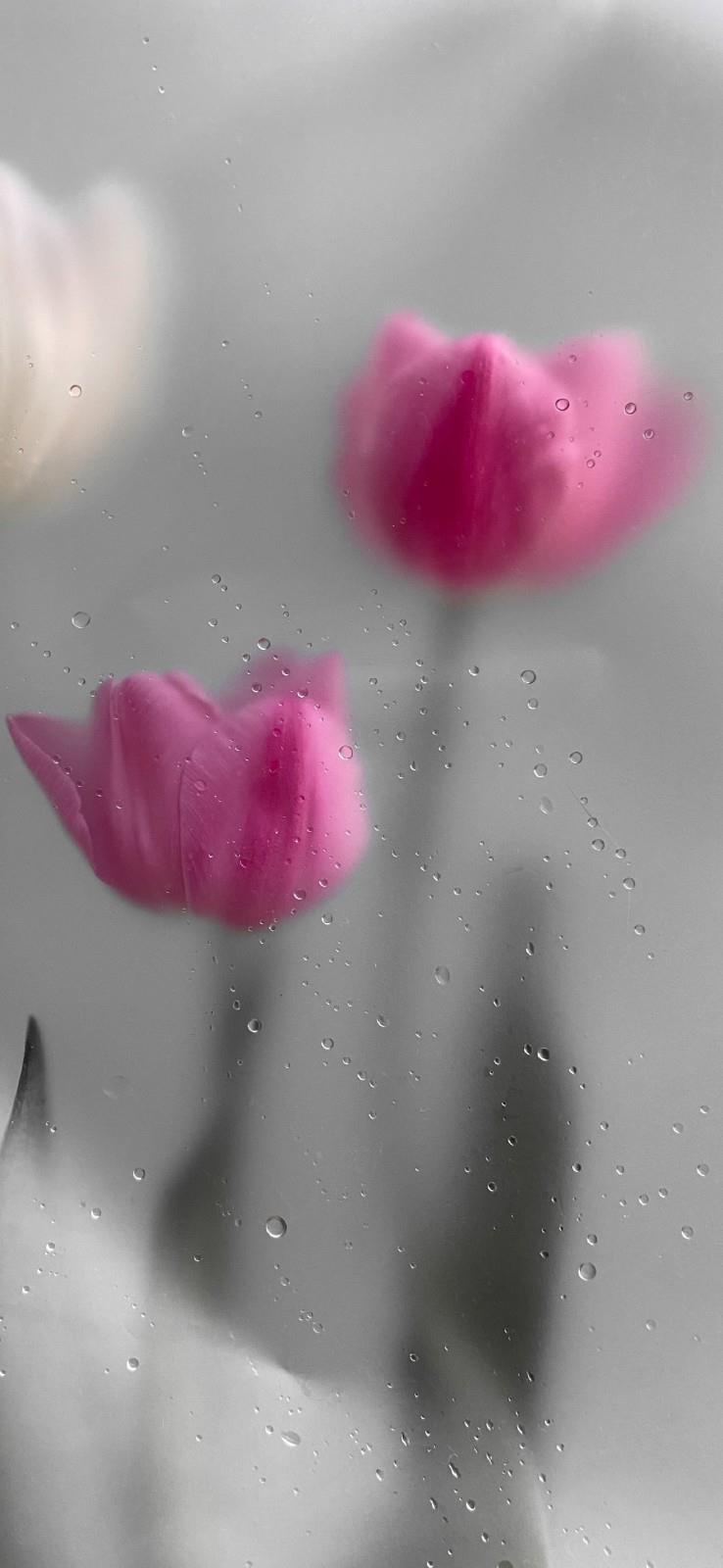 简短而深情的表白情话说说给喜欢的人精选大全