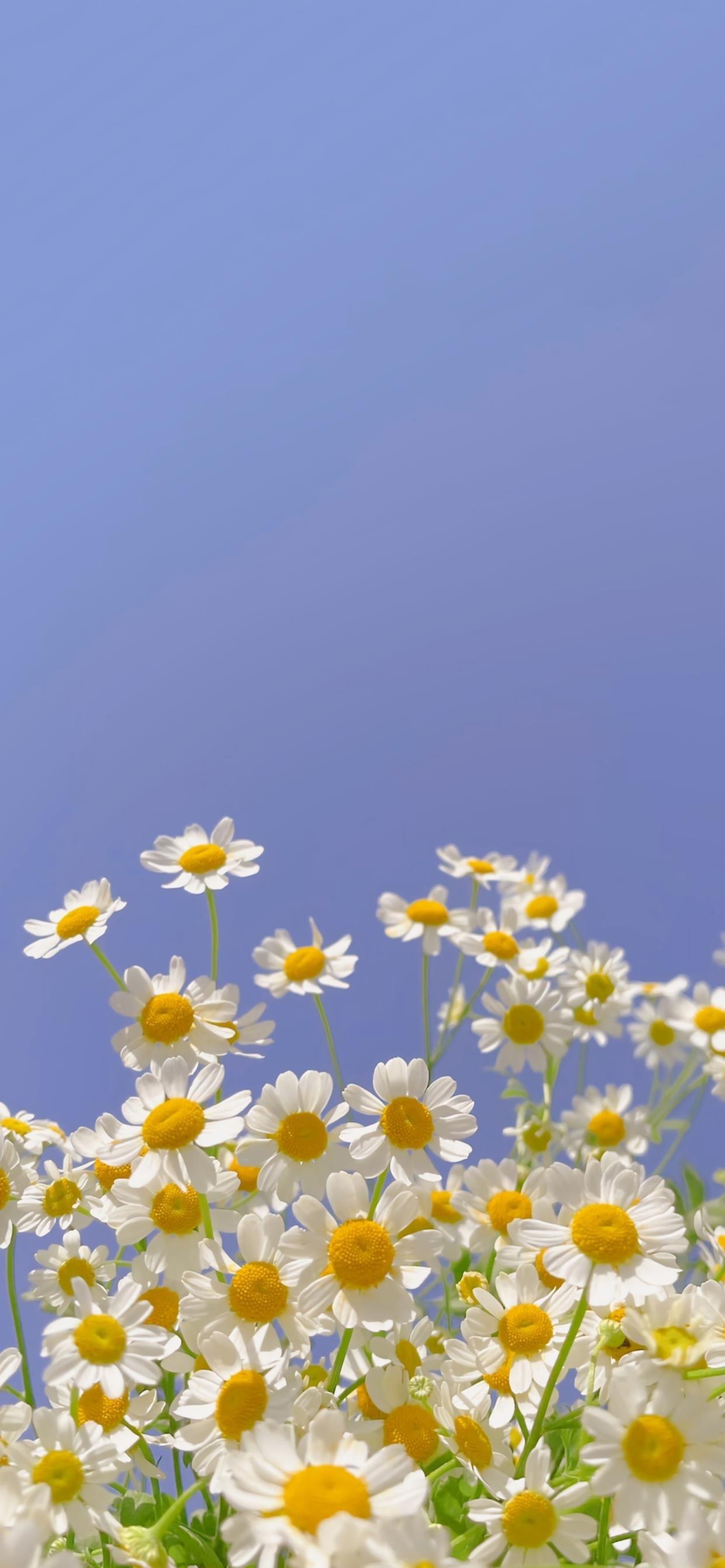 青春注定不完美的回忆过去说说：错过你，是我最大的遗憾