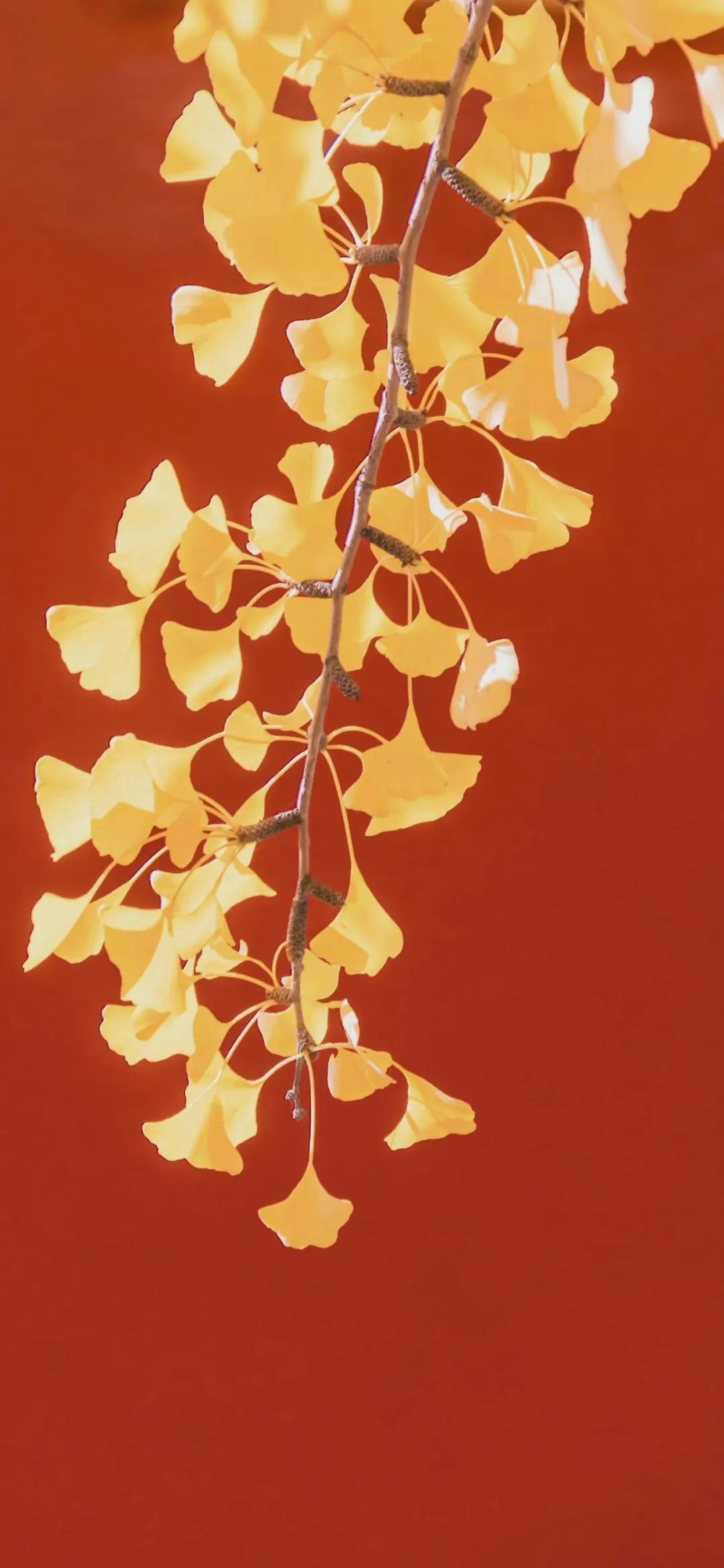 神秘的死亡印记