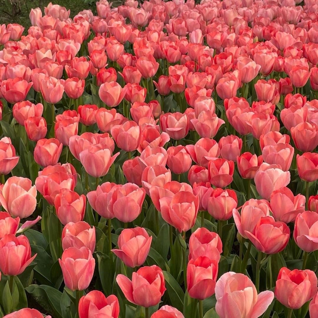 一个白领丽人的泡沫爱情