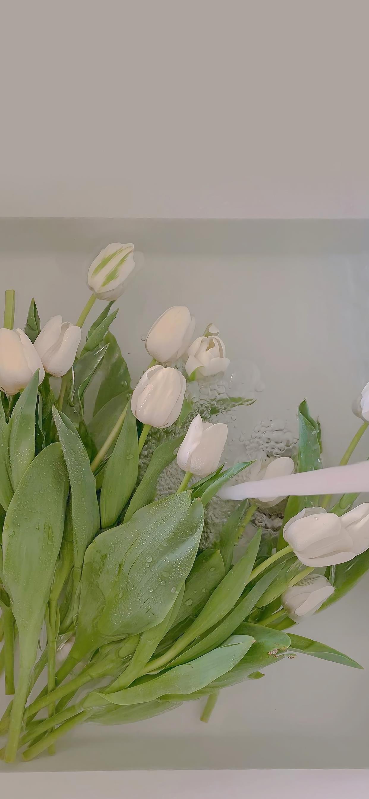 白无常的花