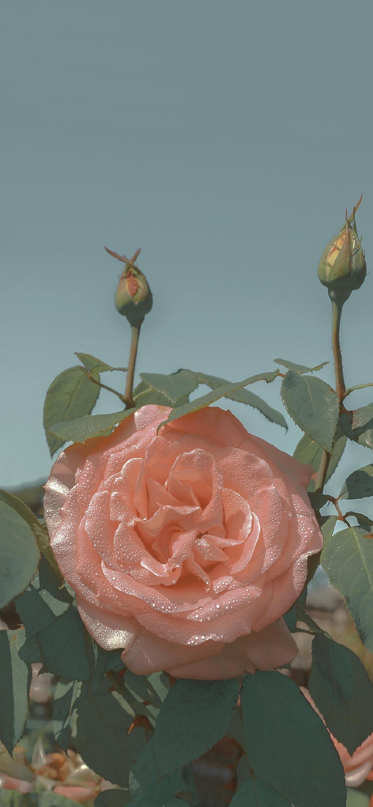 岁月静好，知足常乐