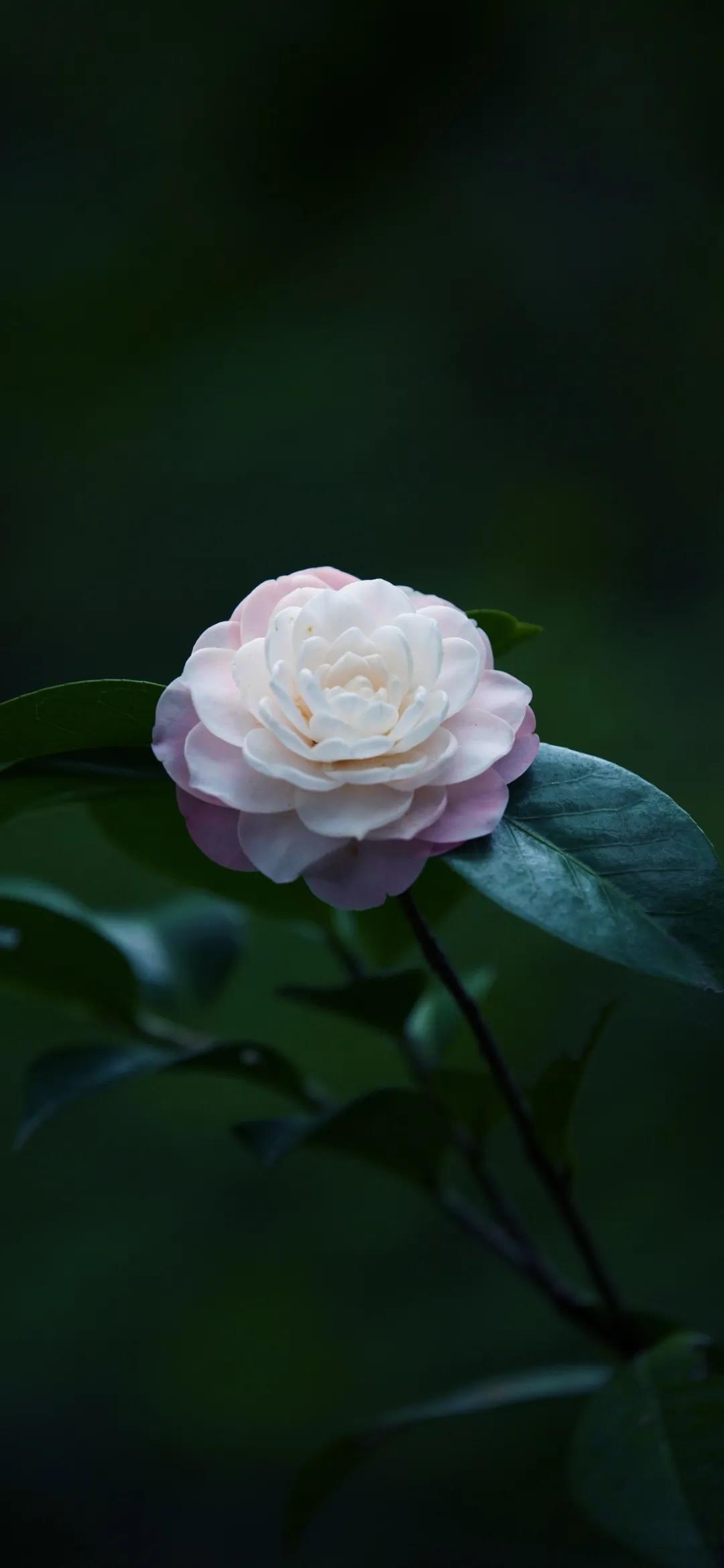 花开醉如梦，你眉弯里的一抹笑