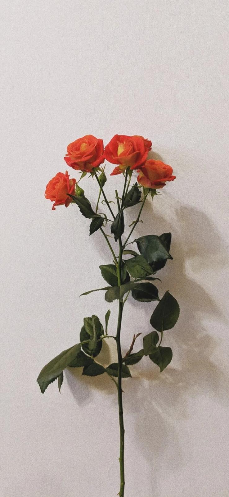 小学生人物外貌描写片段