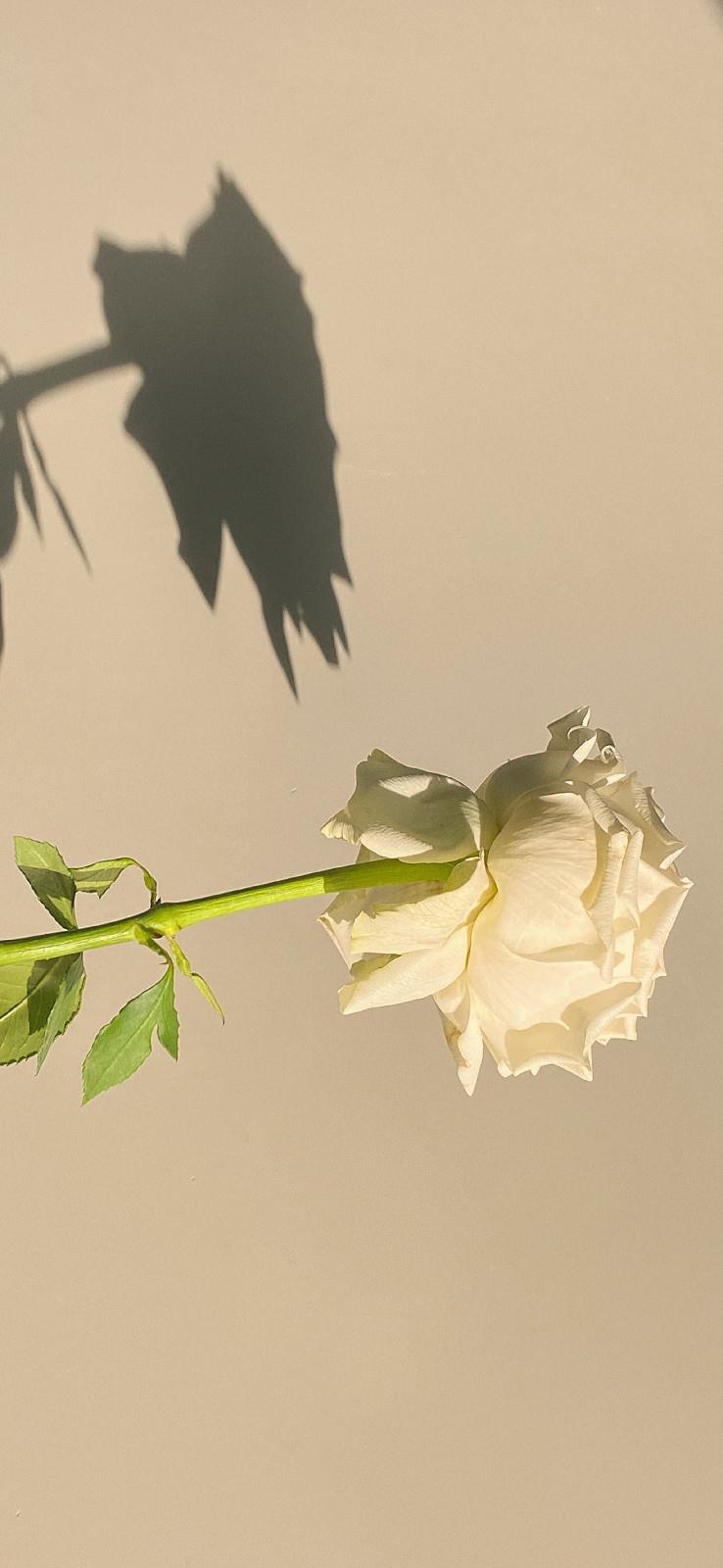 早安励志心语简单一句话