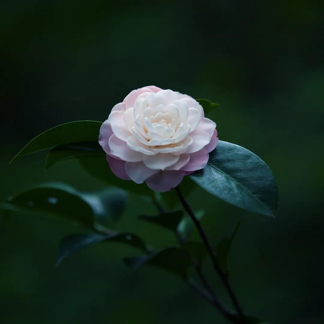 写景美文摘抄600字