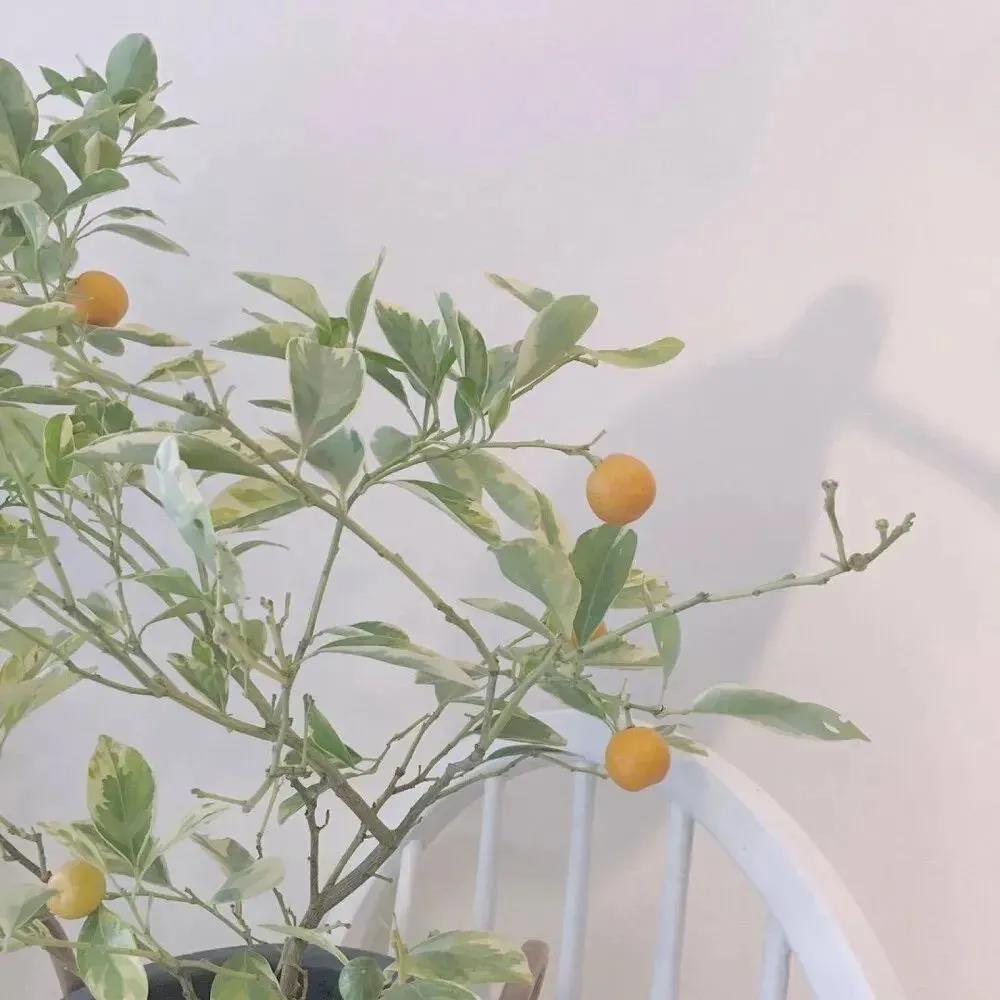 早安简与动态句子,早安短句