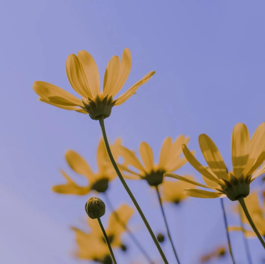 简简单单“心贵族”